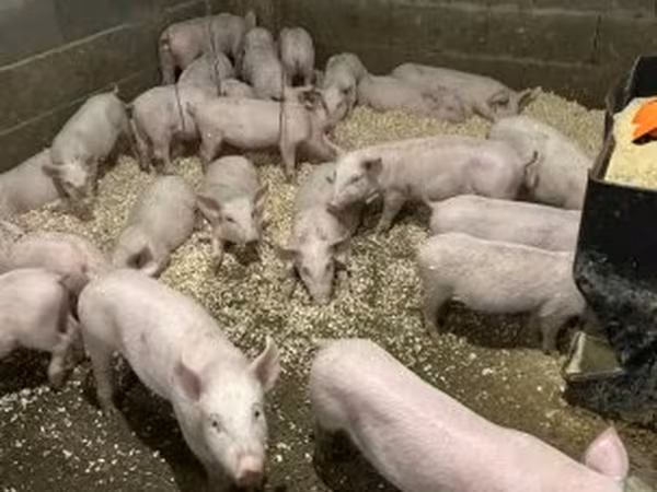 Boar, Крупная белая
