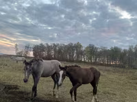 Égua, Horse breed — foto 4