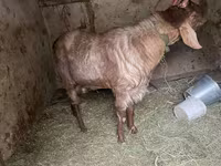 Cabro, Nubian Goat — foto 3