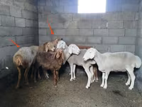 母羊, Katum sheep — 照片 2