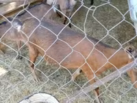 Cabra, Cabras — foto 3