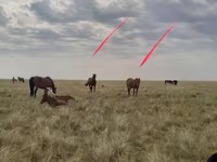 Kanca, Horse breed — 1. fotó