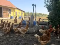 Chickens — 照片 2