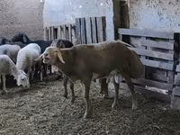 Beran, Arashan sheep — foto 5