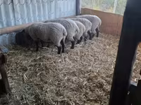 Juh, White Suffolk sheep — 2. fotó