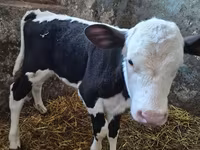 Krava, Russian Black pied cattle — foto 2