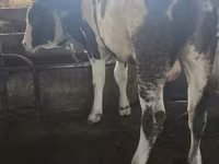 Touro, Simmental cattle — foto 2