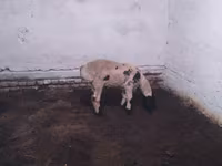 Kos, Suffolk sheep — 2. fotó