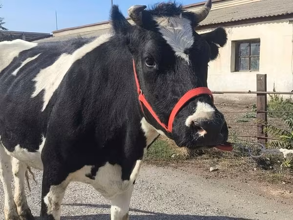 Krowa, Russian Black pied cattle