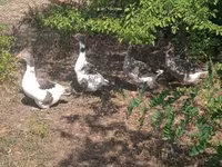Geese — 照片 5