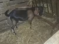 Ziegenbock, Ziegen — Foto 2