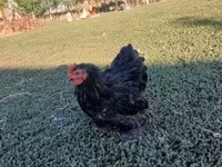 Chickens — photo 1