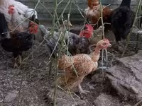 Chickens — photo 2