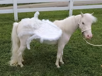 घोड़ी, Miniature horse — फ़ोटो 1