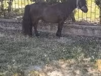 Айғыр, Australian Pony — 3-сурет