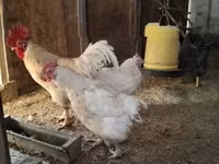 Chickens — الصورة 6
