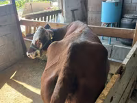 Cow, Latvian Blue cattle — photo 3