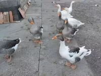 Geese — photo 7