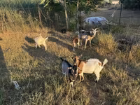 母山羊, Goats — 照片 1