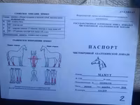 Hing, Akhal-Teke — 1. fotó