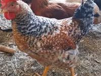 Chickens — الصورة 4