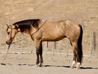 Hing, Quarter Horse — 1. fotó
