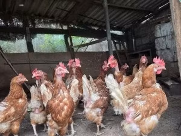 Chickens — Ungarn