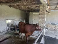 Bika, Red Estonian cattle — 2. fotó