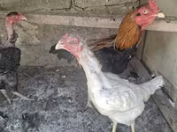 Chickens — الصورة 7