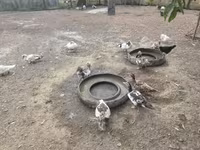 Ducks — foto 1
