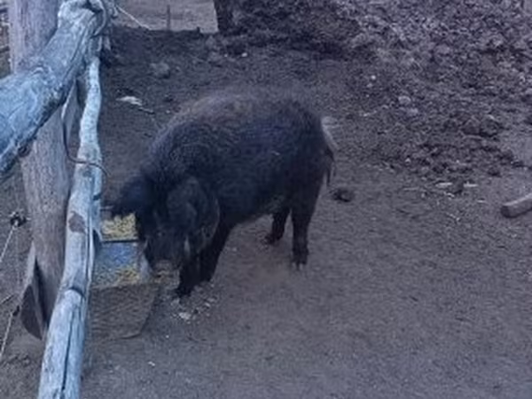 Boar,  — Hungary