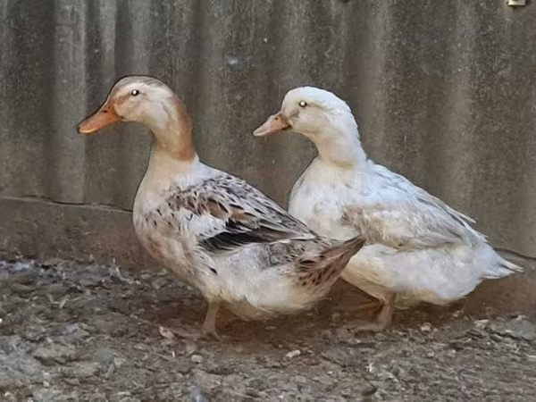 Ducks — Ungarn