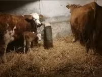 بقرة, Simmental cattle — الصورة 1