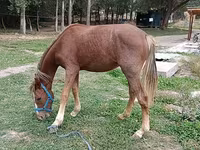Klisna, French Trotter — foto 1