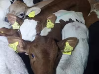 公牛, Simmental cattle — 照片 2