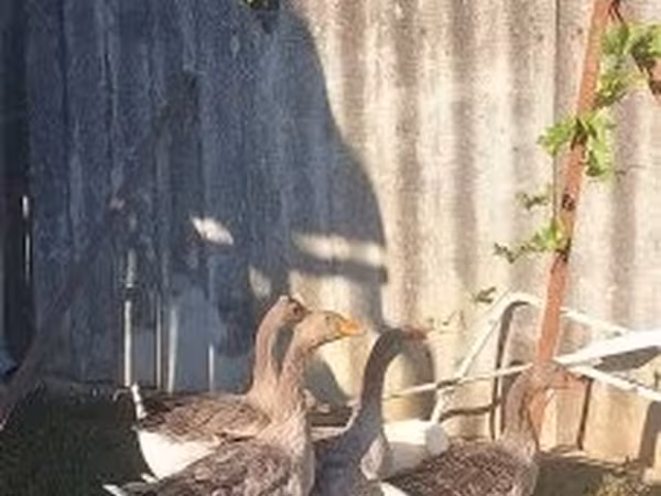 Гуси — Венгрия