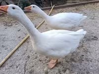 Geese — फ़ोटो 3