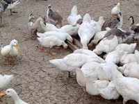 Deutscher Pekin — Foto 1
