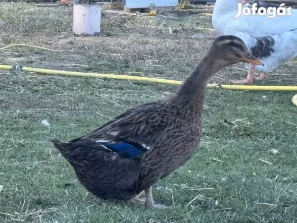 Утки
