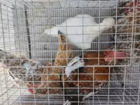 Bantam Japonesa — foto 2