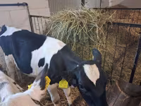 Vaca, Russian Black pied cattle — foto 2