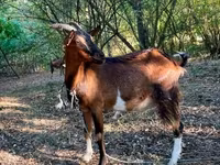 母山羊, Goats — 照片 1