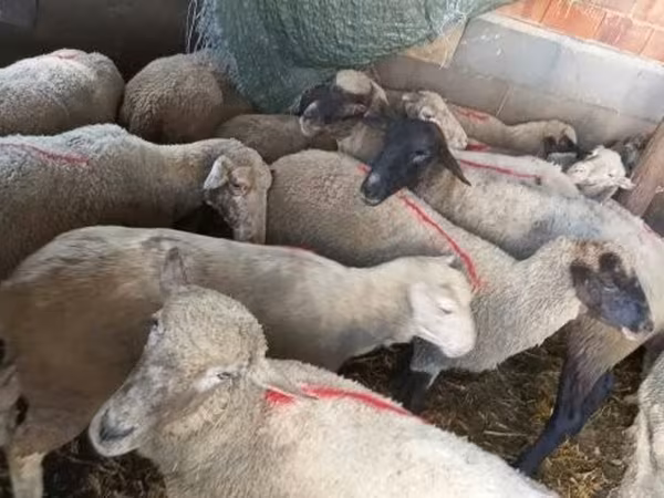 Ovelha, Ovelhas — Hungria