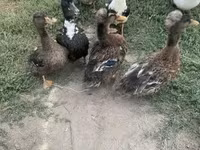Ducks — الصورة 2