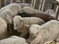 Sheep, Blackheaded Persian sheep — photo 7