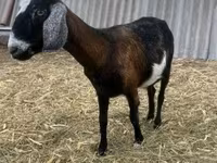 Bak, Alpine goat — 1. fotó