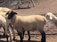 Bélier, Hampshire sheep — photo 1