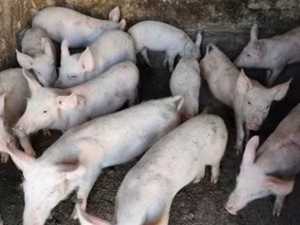 Pigs (batch, sex not specified), Pigs — Hungary