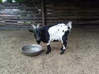 公山羊, Nigerian dwarf goats — 照片 3
