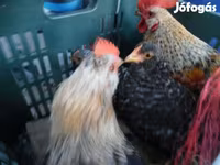 Japanisches Bantam — Foto 1